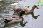 DSC_2226_tn