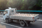 17-8-2009 上海公路上的鴨鴨車