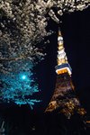 29-3-2008 櫻花旁的東京鐵塔