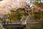3-4-2009 美呆了的京都哲學之道
