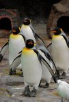 22-1-2009 上野動物園的企鵝仔