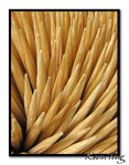 French Fries?