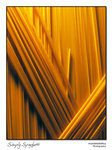 Simply Spaghetti