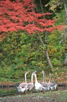 2003-Jap-017