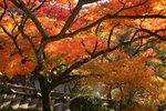 京都．清水寺