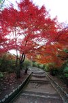 京都．嵯峨野