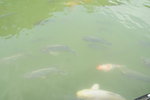 船邊有好多好多魚(+龜)