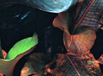 040815-1106-07