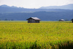 RUTENG LANDSCAPE 2