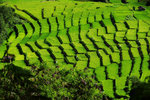 RUTENG RICE TERRACE 13