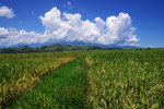 RUTENG RICE TERRACE 15