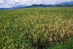 RUTENG RICE TERRACE 16