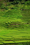 RUTENG RICE TERRACE 17