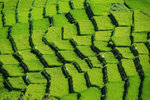 RUTENG RICE TERRACE 19