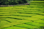 RUTENG RICE TERRACE 2