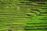 RUTENG RICE TERRACE 3