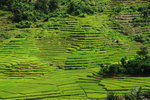 RUTENG RICE TERRACE 4