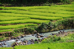 RUTENG RICE TERRACE 5