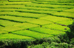 RUTENG RICE TERRACE 6