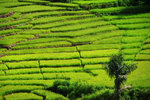 RUTENG RICE TERRACE 7