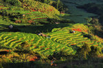 RUTENG SUNRISE 5A-
