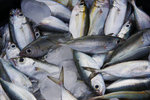 LABUAN BAJO 23
