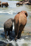 ELEPHANT ORPHANAGE 1