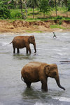 ELEPHANT ORPHANAGE 2