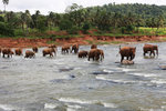 ELEPHANT ORPHANAGE 3