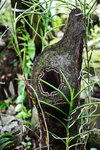 FJI_5525