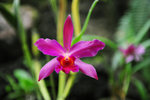 FJI_5534