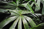 FJI_5595