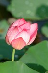 Chiang Rai032