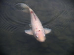 PB020281