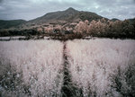 DSC04195