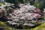 DSC00241