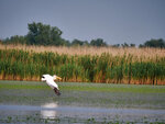 P1444150