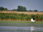 P1444153