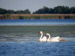 P1455332