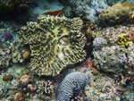 UNDERWATER 4