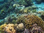 UNDERWATER 5