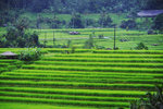 JATILUWIH RICE TERRACE 1