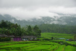 JATILUWIH RICE TERRACE 11