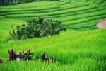 JATILUWIH RICE TERRACE 2