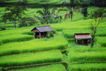 JATILUWIH RICE TERRACE 3