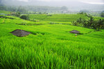 JATILUWIH RICE TERRACE 4