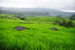 JATILUWIH RICE TERRACE 5