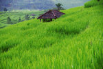 JATILUWIH RICE TERRACE 6