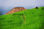 JATILUWIH RICE TERRACE 7