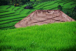 JATILUWIH RICE TERRACE 8